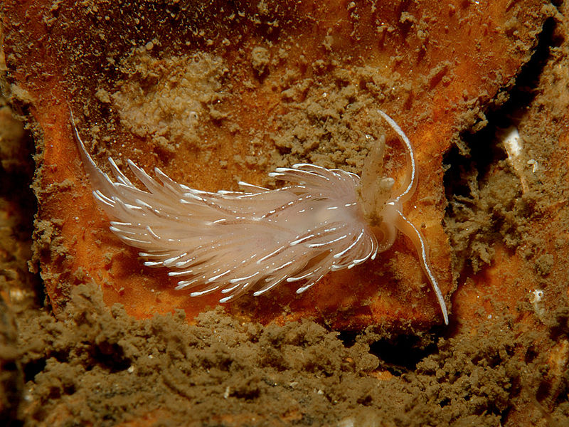 Image of Favorinus blianus